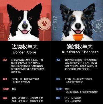 边境牧羊犬与澳洲牧羊犬全面对比！