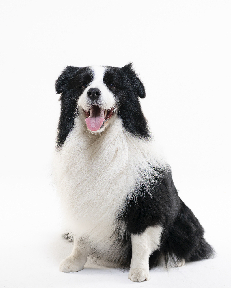 边境牧羊犬 Border Collie基本了解