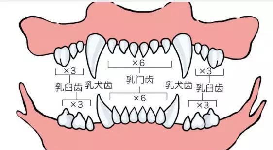 边牧换牙注意事项