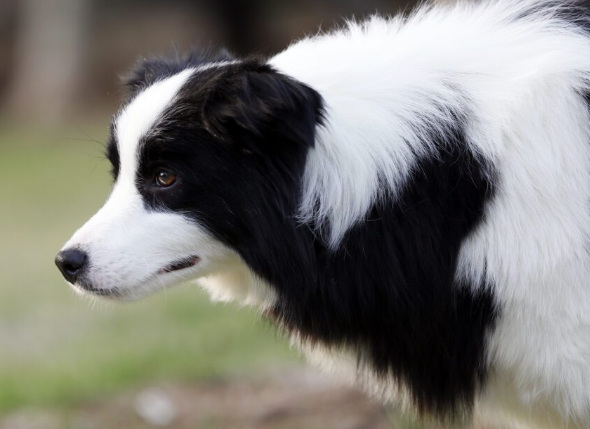 自闭是使边牧成为最好的牧羊犬的品质，但也是让它成为